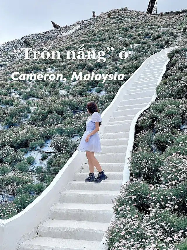 “Trốn nắng” ở Cameron, Malaysia