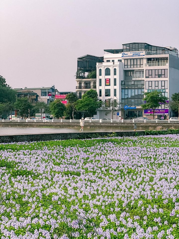 Cánh đồng hoa lục bình: 285 đường Phúc Lợi, Long Biên, Hà Nội