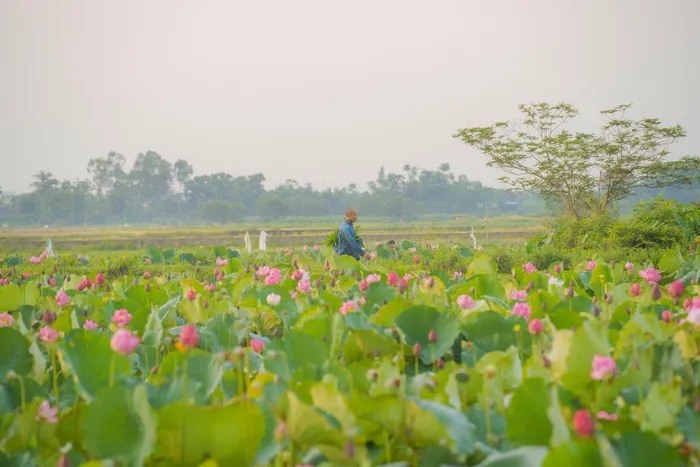 Đẹp yên bình mùa sen tại ngôi làng hơn 650 tuổi ở Thừa Thiên Huế