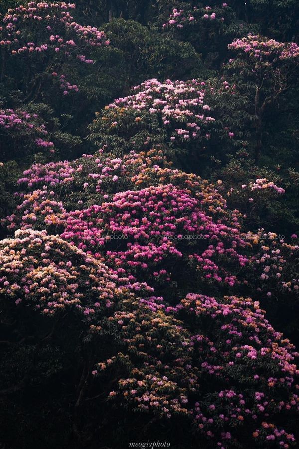 Rừng hoa Đỗ Quyên trên đỉnh núi Putaleng