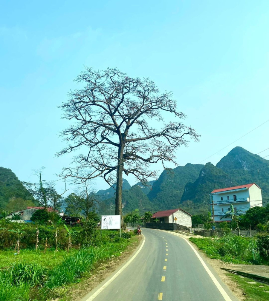 Cây Gạo Di Sản ở Lũng Luông,  Xã Hạnh Phúc, Huyện Quảng Hoà, Cao Bằng