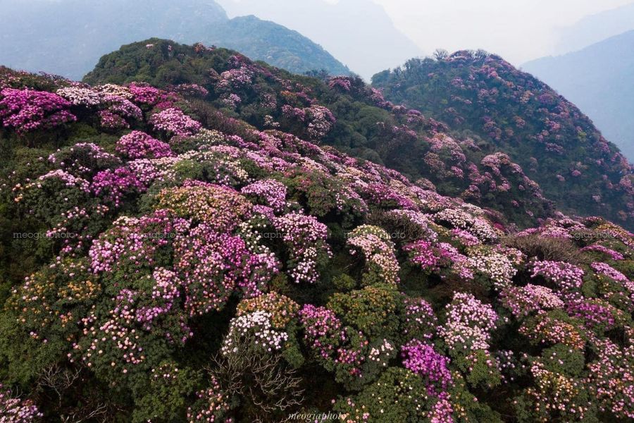 Rừng hoa Đỗ Quyên trên đỉnh núi Putaleng