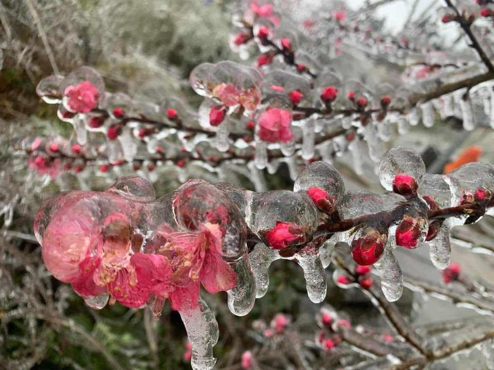 Cập nhật tình hình hoa đào hoa mận ở Mèo Vạc, Hà Giang lúc này  Thời tiết lạnh giá, băng bao phủ lên toàn bộ cảnh sắc nơi đây