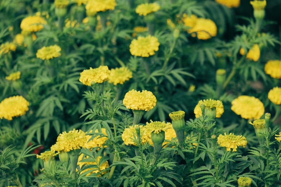 Tết về trên những cánh đồng hoa vàng rực đẹp mãn nhãn ở miền Tây