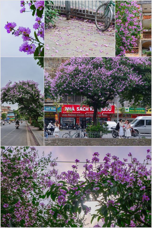 Hoà chung với không khí bằng lăng khắp miền Thủ Đô, mình xin đóng góp chút ảnh hoa phố Kim Ngưu làng mình và chút ảnh hoa trên Hoàn Kiếm + Hai Bà Trưng nhân ngày luợn lờ