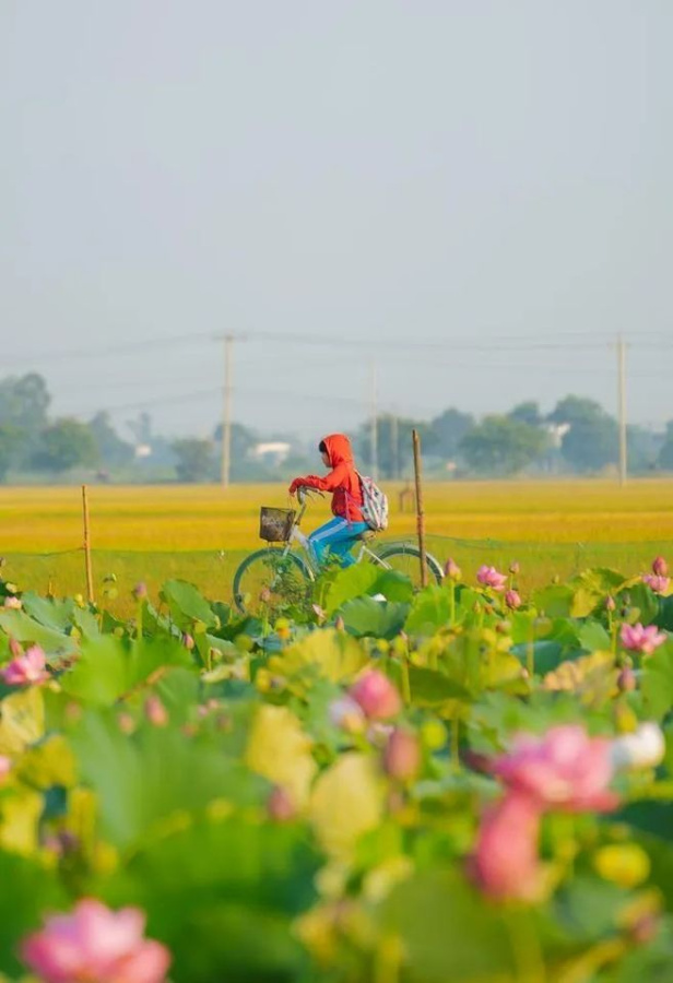 Đẹp yên bình mùa sen tại ngôi làng hơn 650 tuổi ở Thừa Thiên Huế