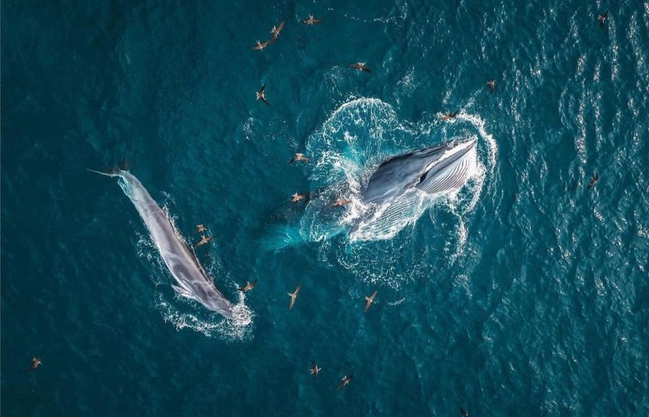 Khoảnh khắc mẹ con cá voi săn mồi trên vùng biển Đề Gi (Bình Định) lọt vào top 10 ảnh xuất sắc nhất năm 2023 của cuộc thi ảnh nổi tiếng quốc tế Skypixel