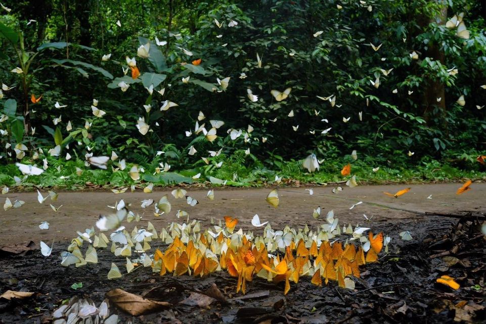 Mùa bướm xinh như cổ tích ở Rừng Cúc Phương - Ninh Bình