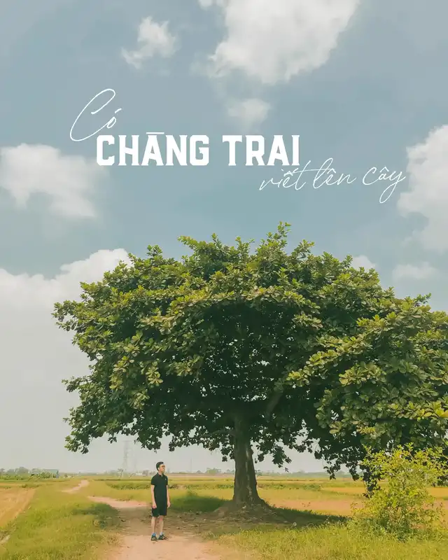 Chill cùng cây bàng cô đơn ở ngoại thành Hà Nội