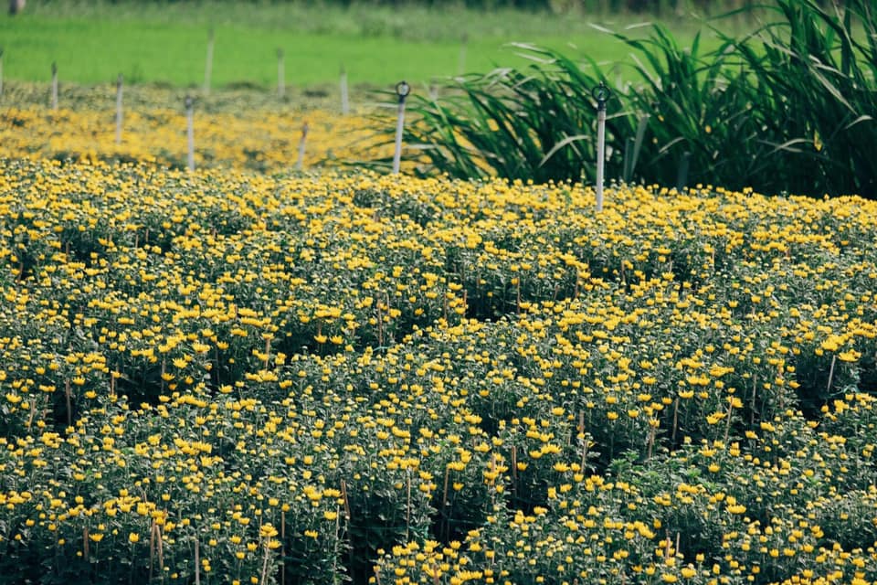 Tết về trên những cánh đồng hoa vàng rực đẹp mãn nhãn ở miền Tây