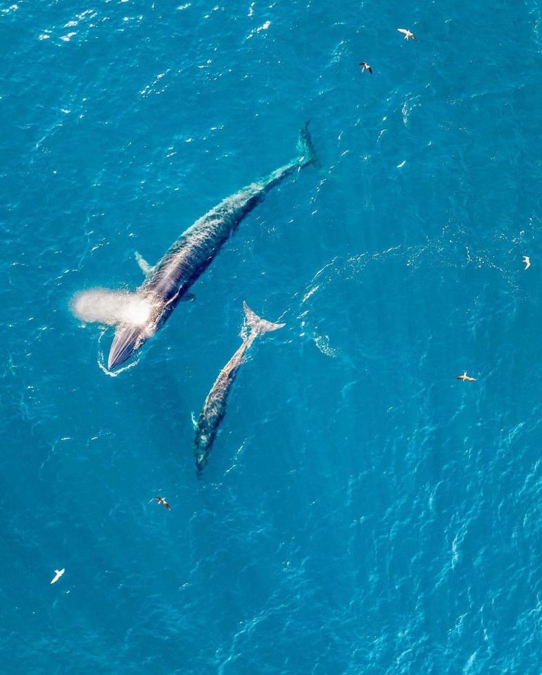 Khoảnh khắc mẹ con cá voi săn mồi trên vùng biển Đề Gi (Bình Định) lọt vào top 10 ảnh xuất sắc nhất năm 2023 của cuộc thi ảnh nổi tiếng quốc tế Skypixel