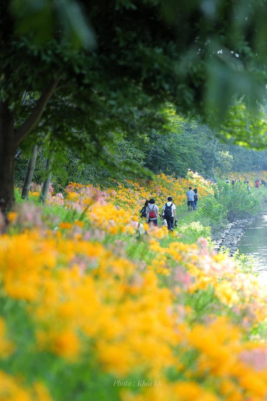 9 địa điểm ngắm hoa bỉ ngạn đẹp nhất Nhật Bản