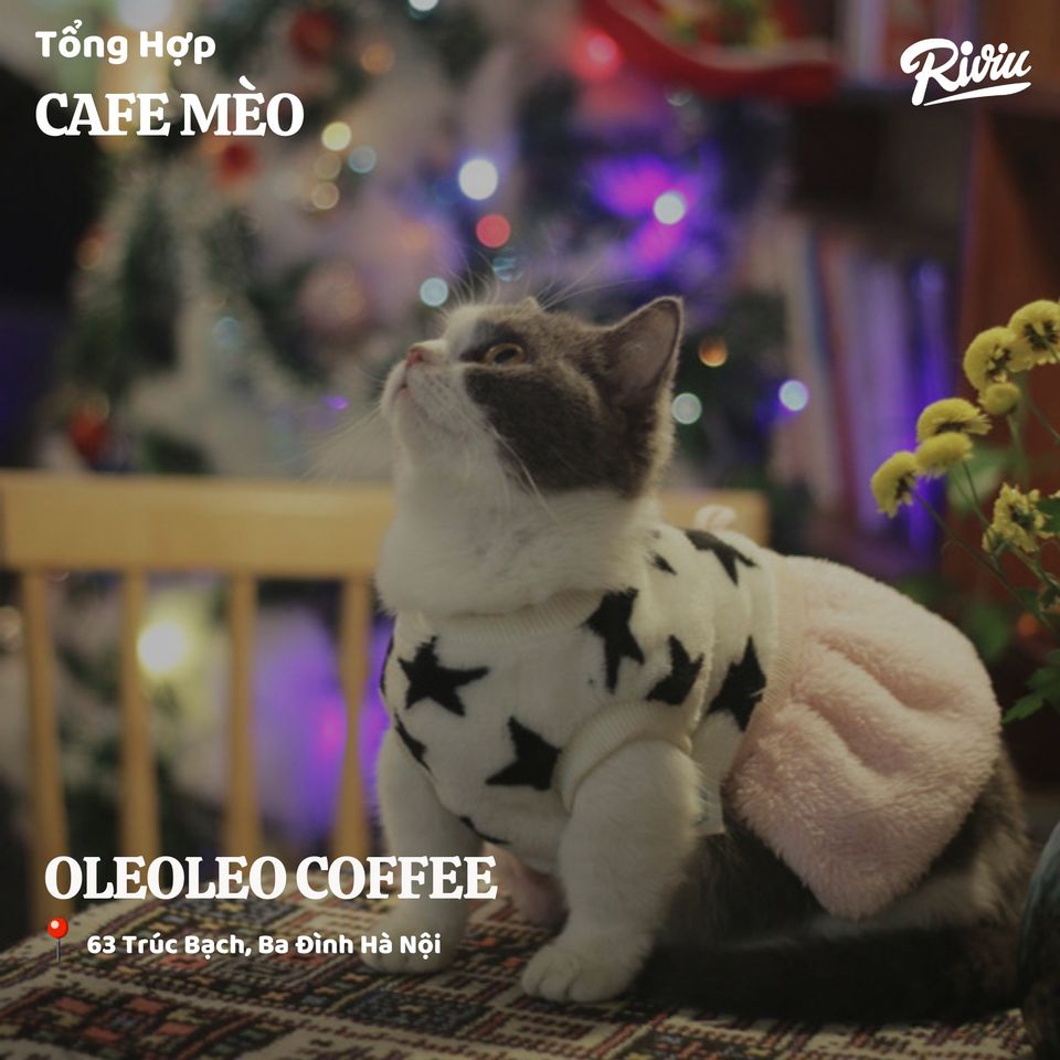 LIST 10 QUÁN CAFE MÈO CHO MẤY SEN THỎA SỨC CƯNG NỰNG QUÀNG THƯỢNG NÈ!!!